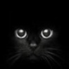 Аватары - Животные - Черная кошка